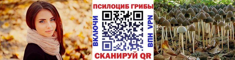 где купить наркоту  Верея  Псилоцибиновые грибы Magic Shrooms 